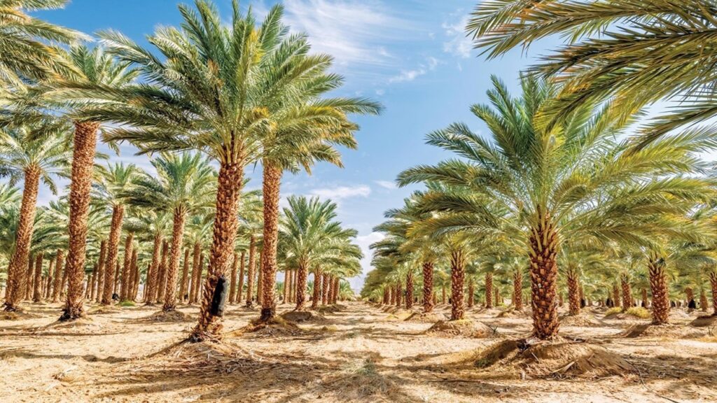إدارة المزارع المستدامة