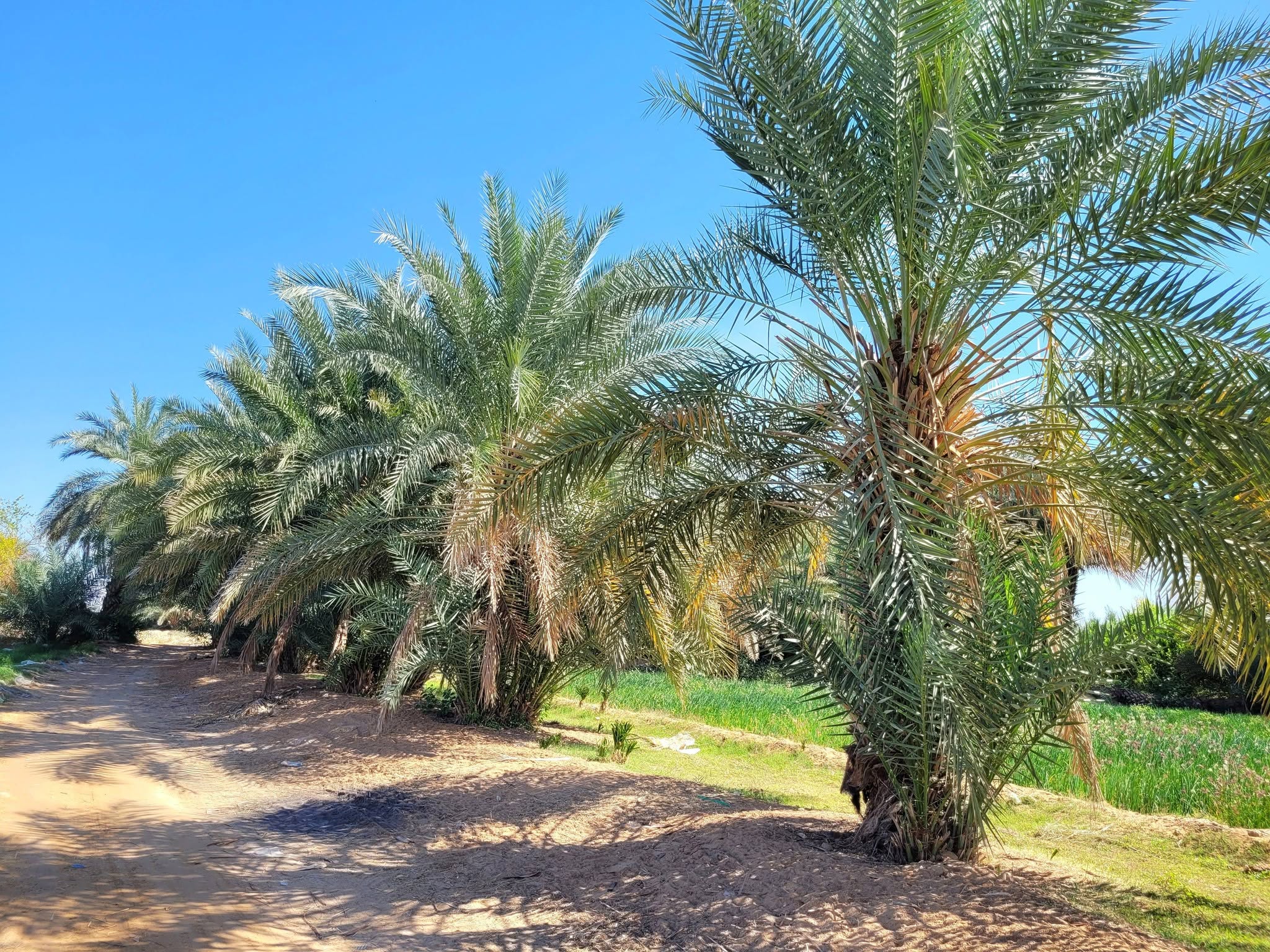 إشراف زراعي ميداني داخل مزرعة